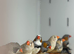 Zebra finches