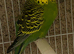 Budgie pairs