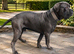 Blue looking for a Forever home
