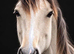 Buskin traditional cob gelding