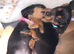 Minature dachshunds