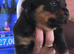 8 rottweiler pups