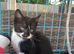 Last kitten !!!! Little boy