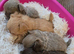 Xx stunning chihuahua longcoat puppies Xx