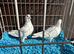 Pigeon for sale