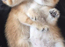 Adorable Scottish kittens