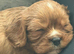 KC REG RUBY CKC Cavalier King Charles