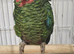 Cuban amazon female