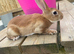 Ready to leave-Pure bred mini Rex