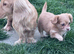 Dachsund x chihuahua boy