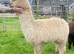 Trio of Young Female Pet Alpacas