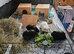 Guinea pigs
