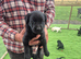 Beautiful litter of Labradors