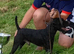 Patterdale x jack Russell pups