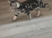the last 2 tabby boys