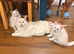 MEET YOUR FUTURE MAINE COON COMPANION