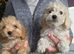 Cockapoo puppy boys