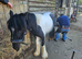 12hh 4 year old