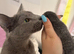 Pure pedigree Instagram star Russian blue kitten litter