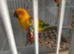 Sun conure