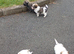 AMAZING full breed KC registered Havanese puppies