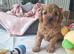 f1 cavapoo puppies