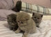 British short hair kittens