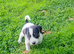 Jack Russell Puppies for Sale Swansea
