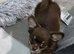 Chihuahua male puppy