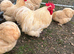 Lemon cuckoo pekin hatching eggs