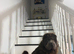 Top quality champion bear coat shar pei