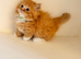 Rare Munchkin Minuet (Persian Munchkin) Kittens