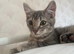 Kitten looking for his forever home