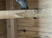 young blackface budgies