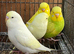 Lovely baby budgies