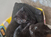Long haired Kittens looking for forever homes