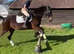 16hh Mare for sale ** She has now found a lovely loan home for the foreseeable.