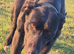 bull grey x whippet x saluki grey