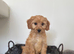 PRA clear miniature show type cockapoo puppies