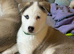 Siberian husky puppies