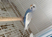 Baby budgies for sale!