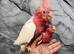 Hand-Rearing Baby Super Tame Cuddly Lutino Galah Cockatoo