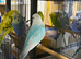 Male budgie available for sale