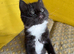 Beautiful Kittens vet checked- Looking for loving homes