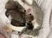 Beautiful Bengal X Maine Coon Baby Kittens
