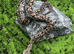 Dumeril's Boa For Sale - Female