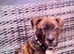Rehome my staffie