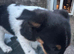 Jack Russel puppies for sale