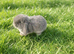 Mini lops ready to reserve