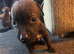 3 Staffy Puppies For Sale